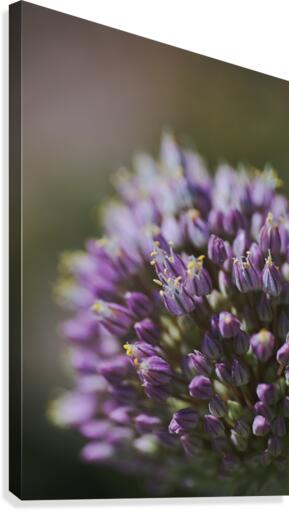 The Garlic Flower Canvas Print