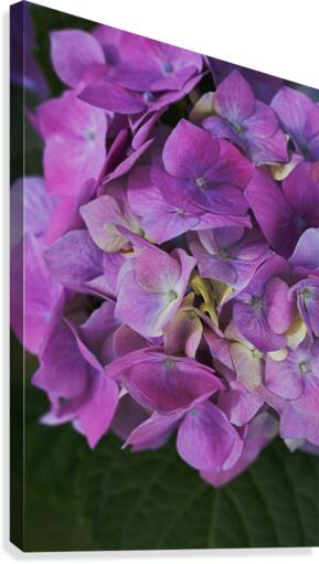 Hydrangea Flower Wonderful Pinks  Canvas Print