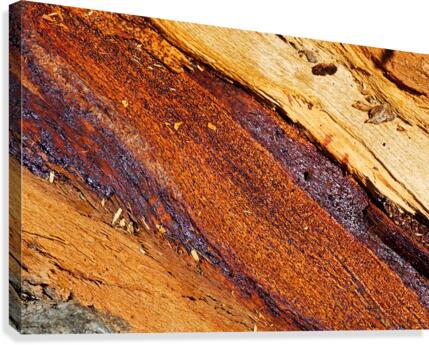 Eucalyptus Tree Natural Layers Canvas Print