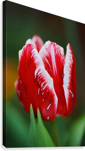 Red and White Tulip In Flower  Canvas Print