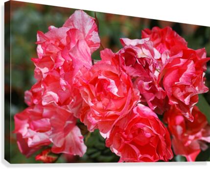 Grimaldi Rose Red Variegated  Canvas Print