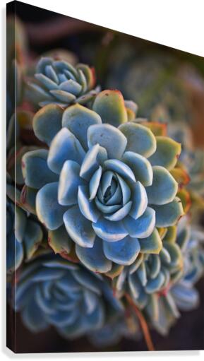 Succulent In Blues Canvas Print