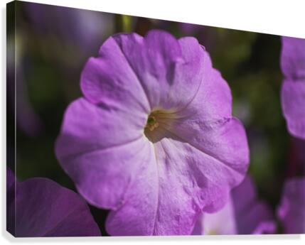 Pink Petunia Bloom Canvas Print
