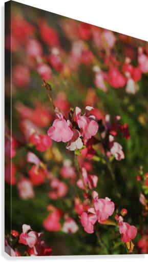 Coral Sage Flowers Canvas Print