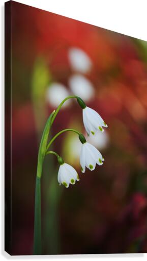 Snowdrop Flowers Seeing Double Canvas Print