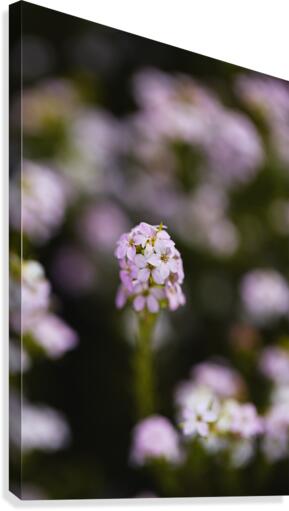 Diosma Flower Pink Canvas Print