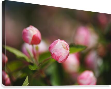 Spring Blossom Cheers  Canvas Print