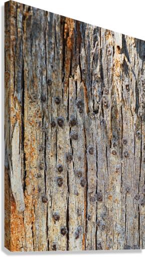  Eucalyptus Tree Bark Design Canvas Print