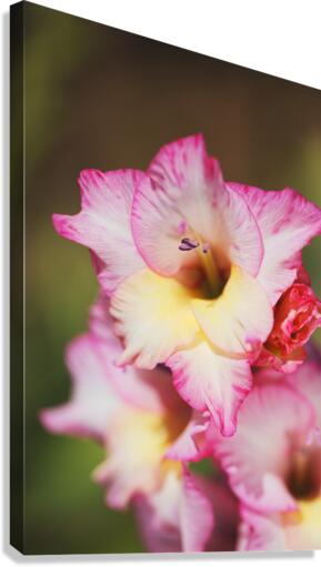 The Sword Lily Canvas Print