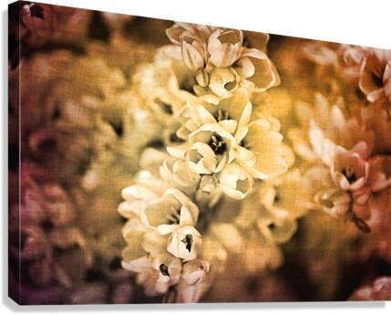 Rustic African Corn Lilies Canvas Print