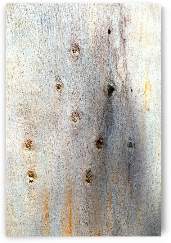 Eucalyptus Trunk Knots by Joy Watson