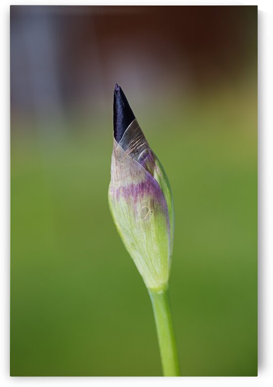 Purple Iris Bud Spring by Joy Watson