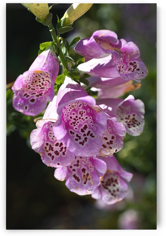 Foxglove Mauve Display  by Joy Watson