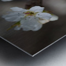 The White Blossom Metal print
