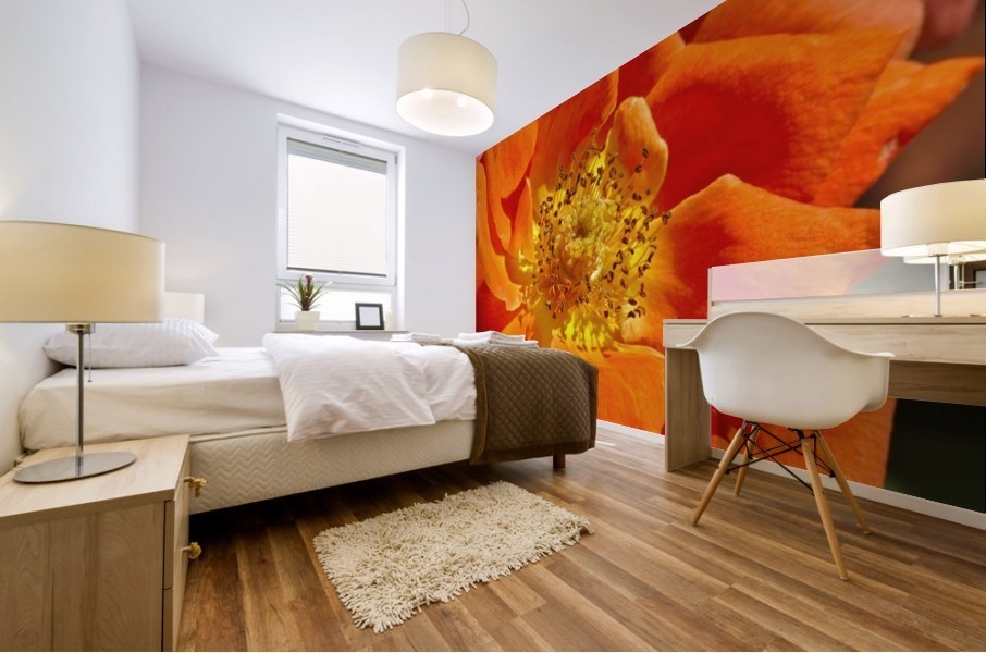 Orange Rose Mural print