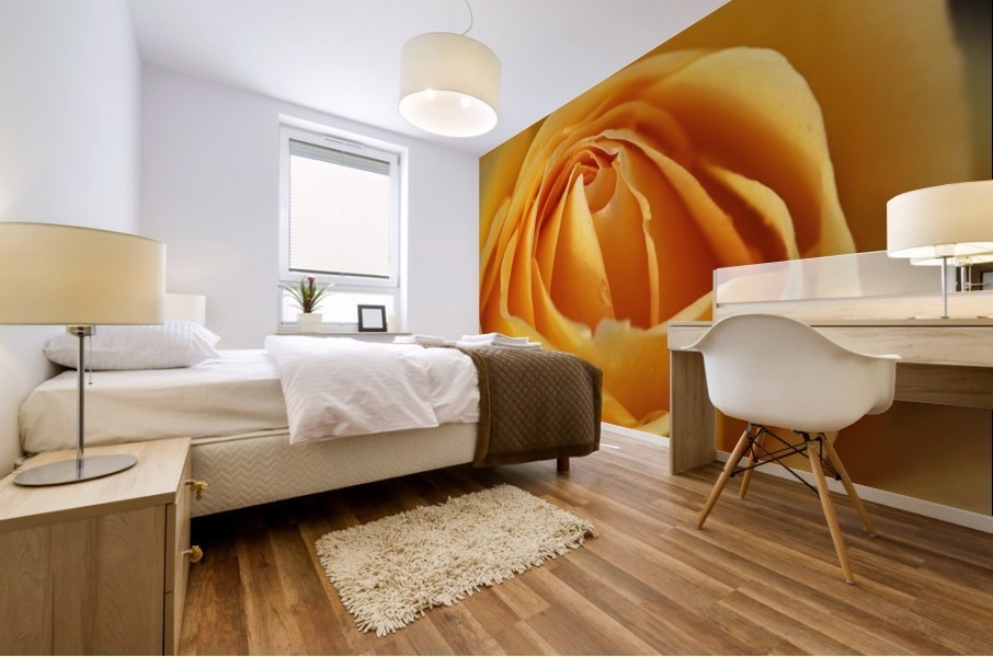 Orange Rose Delight Mural print