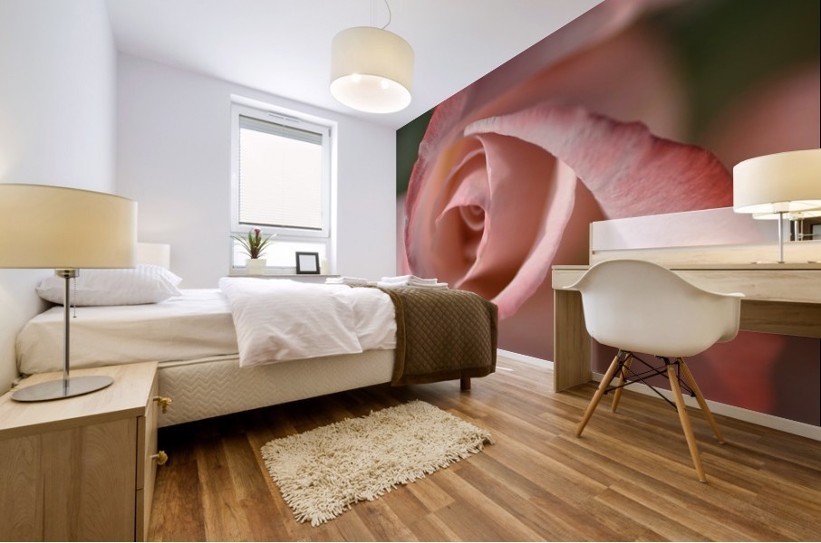 Apricot Rose Mural print