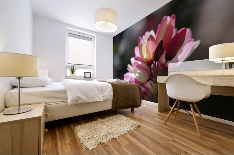 Ixia Flower Mural print