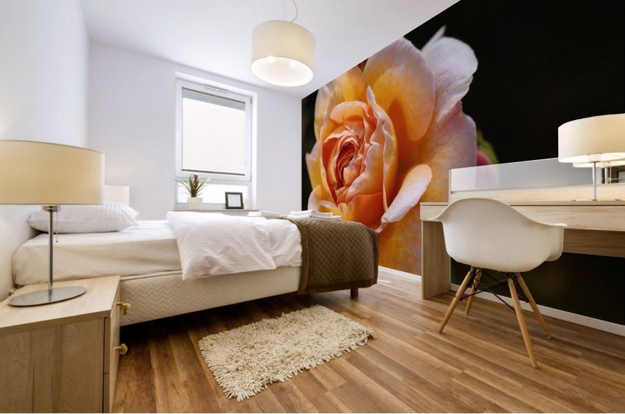 Lush Orange Rose Mural print