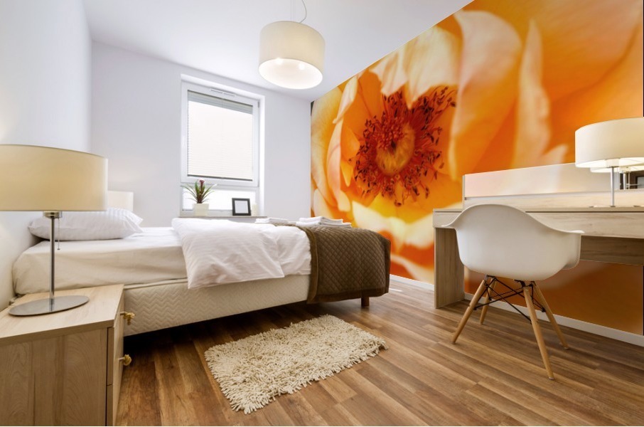 Orange Rose Eye Mural print