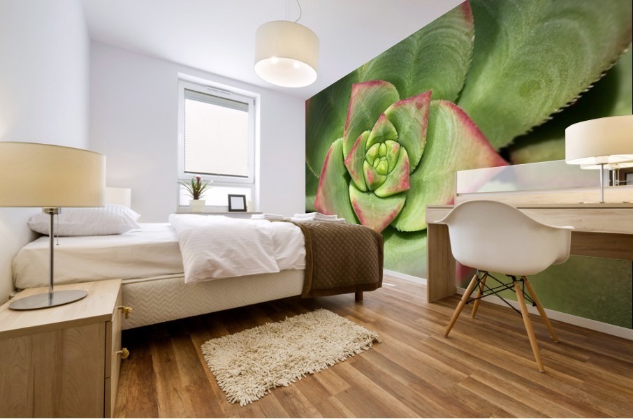 Hens And Chicks Succulent Mural print