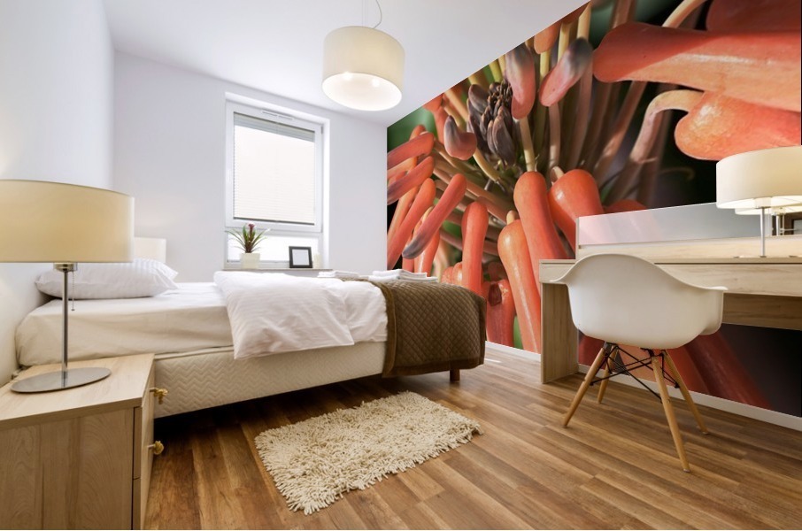 Orange Cactus Flower Mural print