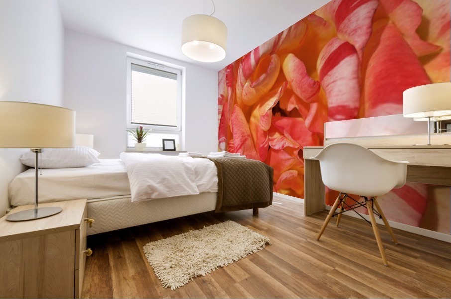 Orange Rose Display Mural print