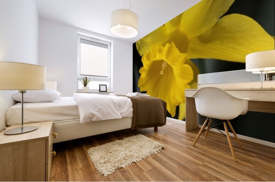 Daffodil  Mural print