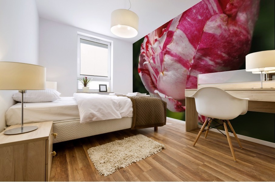 Variegated Rose  Mural print