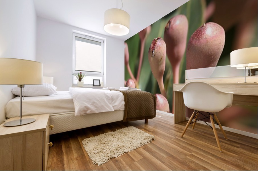 Eucalyptus Tree Buds Mural print