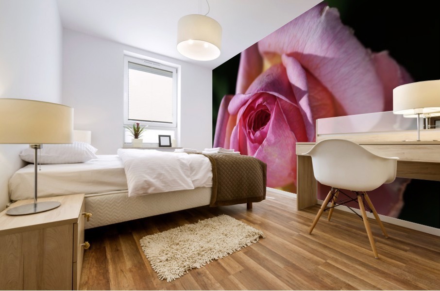 Double Pointed Pink Rose Mural print