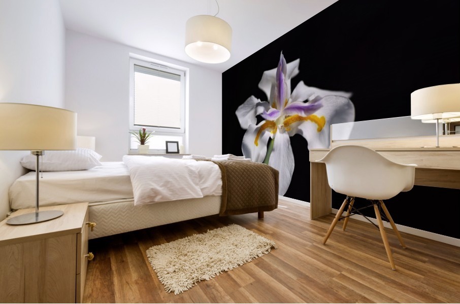 White Iris  Mural print
