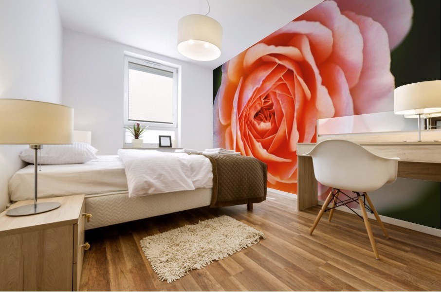Bold Orange Rose Mural print