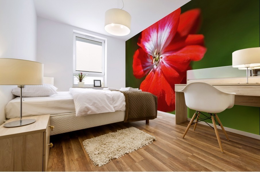 Geranium Red and White  Mural print