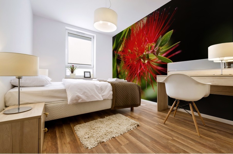 Bottlebrush Flower Red Mural print