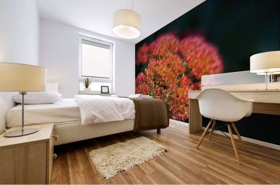 Sedum Plant Mural print