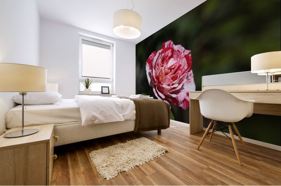 Scentimental Rose  Mural print