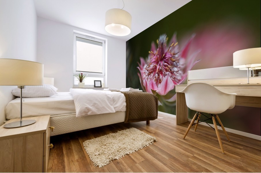 Small And Pink Protea Mural print