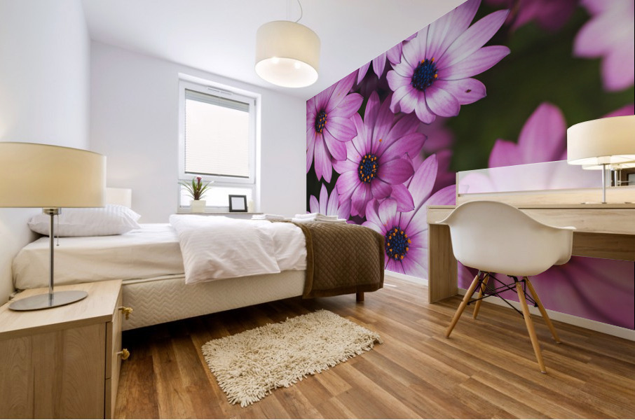 Cape Daisy Display Mural print