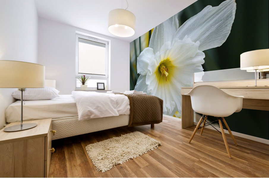 White Cupped Daffodils Mural print