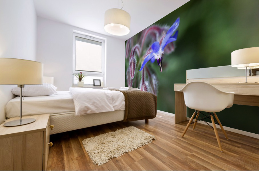 Borage Flower Mural print