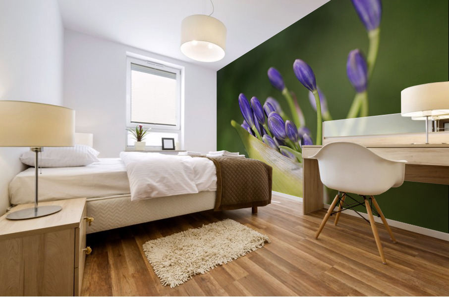 Opening Agapanthus  Mural print