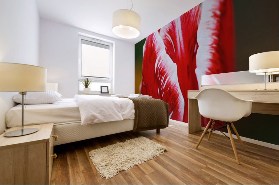 Red and White Tulip In Flower  Mural print