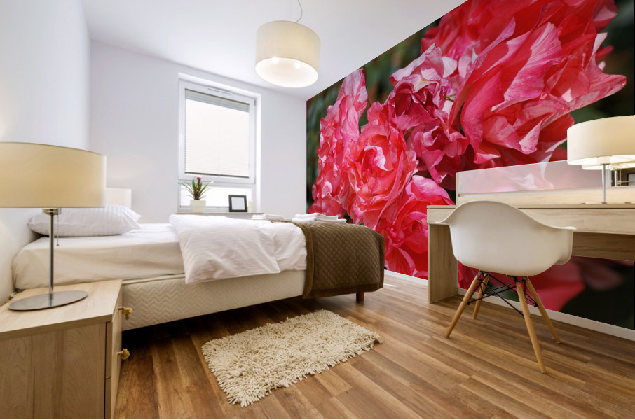 Grimaldi Rose Red Variegated  Mural print