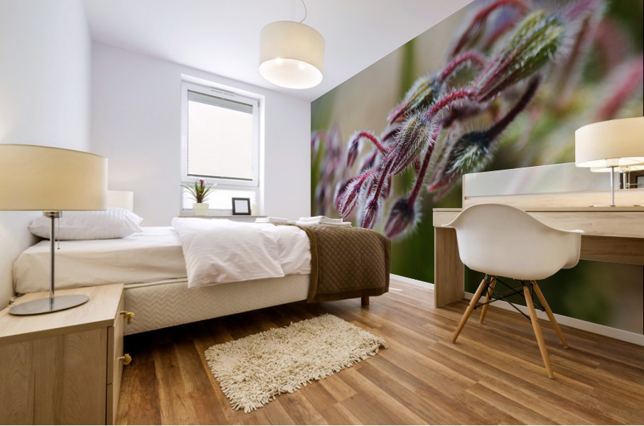 Starflower Buds  Mural print
