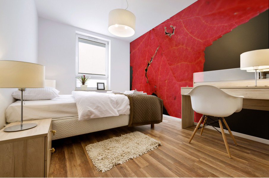 Red Leaf Autumn Mural print