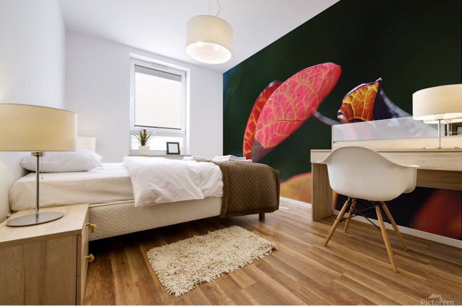A Red Summer Leaf  Mural print