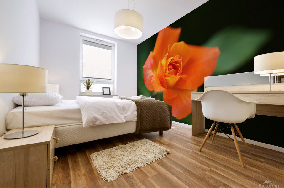 Bright Orange Rose  Mural print