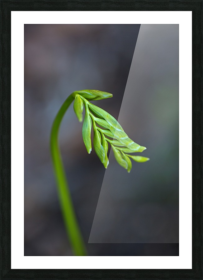 Freesia Waking Up Picture Frame print