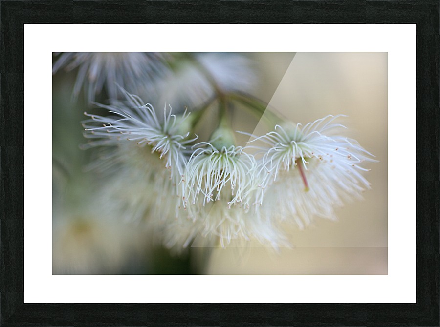 White Eucalyptus Flowers Picture Frame print